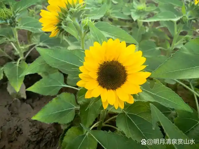 矮向日葵是一个新兴的地栽观赏花卉品种,为花卉家族的新宠儿.
