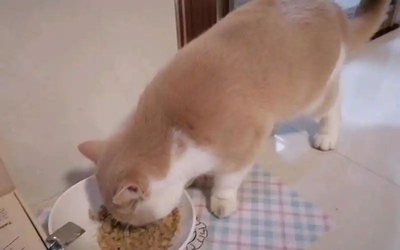 【英国短毛猫】民以食为天,干饭小猫咪最快乐!
