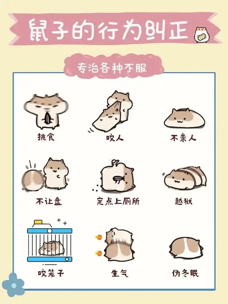 小仓鼠行为纠正攻略91.#创作灵感   仓鼠的行为纠正91轻 - 抖音