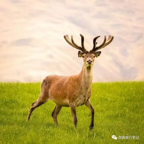 新西兰南岛最上镜拍摄点之一:roys peak track - 知乎