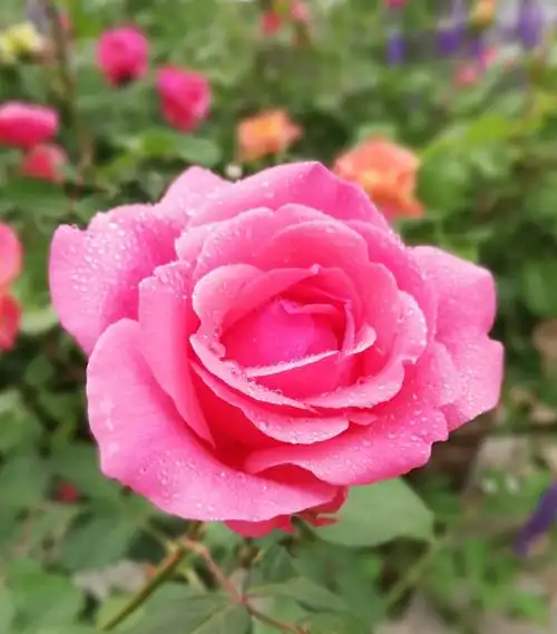 北京市花——月季