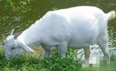 对付羊胀气手到病除用此绝招