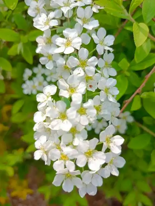 青未了李叶绣线菊靓了春天