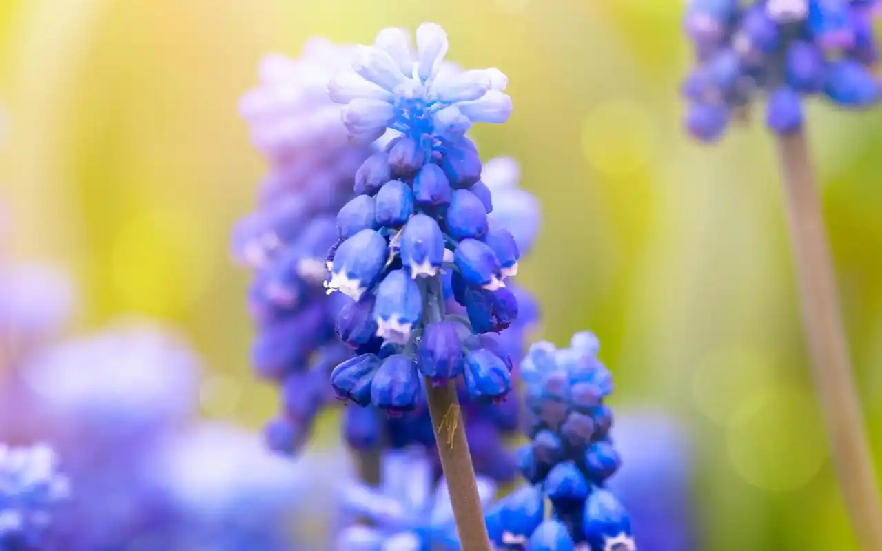 清新简约的桌面壁纸,唯美淡雅的花卉植物壁纸,简单又不失新意.