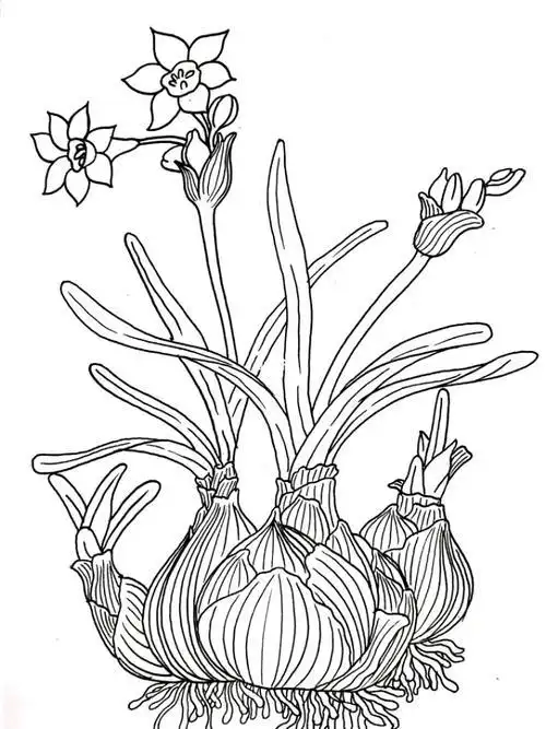 水仙花简笔画水仙花简笔画带颜色