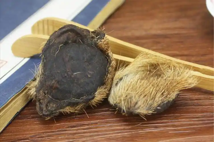 正宗 西藏麝香整个毛囊纯正麝香仁实拍包质检 药用钓鱼1克包邮