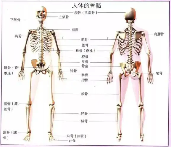 【速写干货】如何建立形体意识!_人体