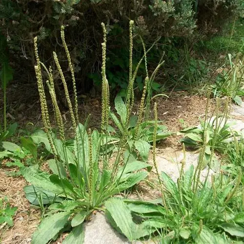 新鲜晒干车前草 野生采集平车前 中药材养生凉茶草车茶草配金钱草