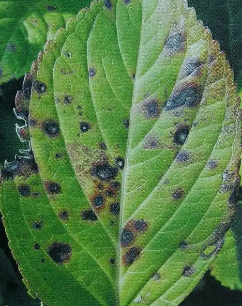 汉中市城市园林绿化植物夏季病虫害防治