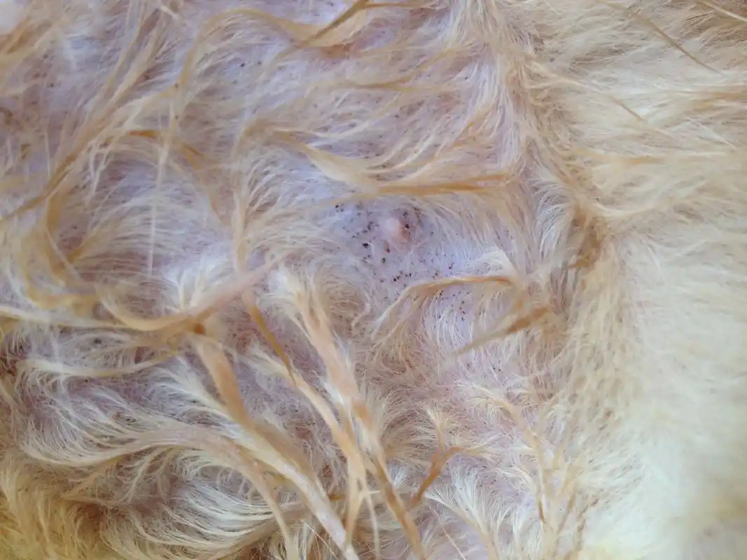 请问小猫得了什么病?急死了!求高人回答!有图!