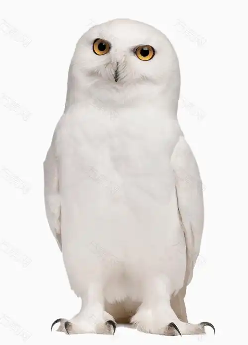 白色猫头鹰