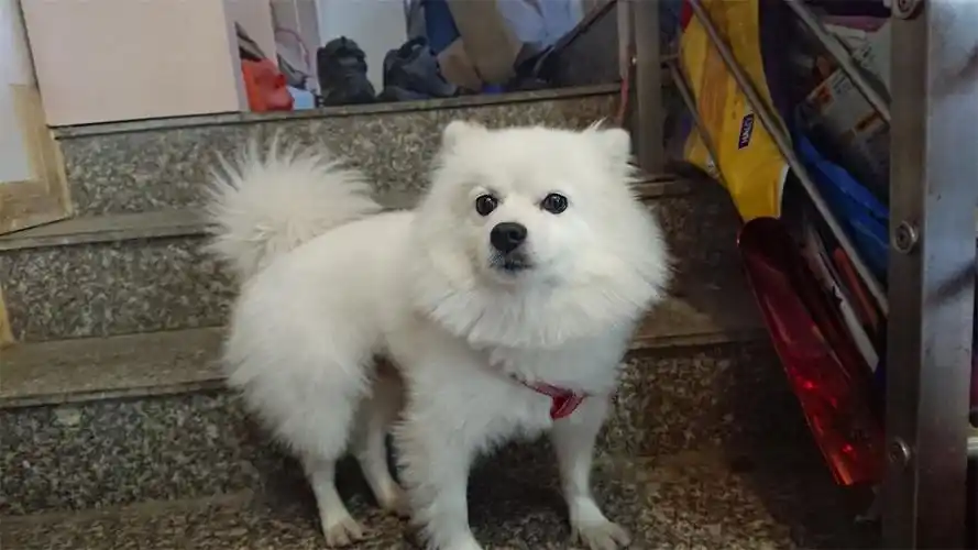 这个应该是银狐和博美的串串 要剪俊介装(难度好大啊).