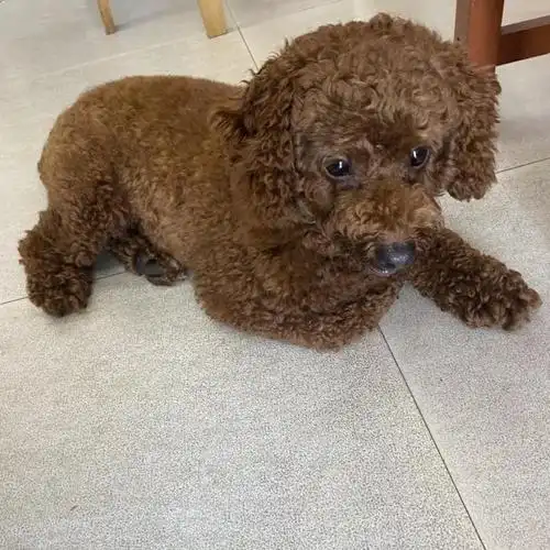 寻4岁棕色14斤重泰迪主人 - 海口寻狗网