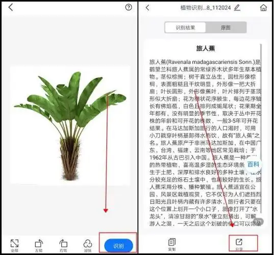 识别花草扫一扫是一种智能手机应用程序,它可以通过扫描花草的图像来