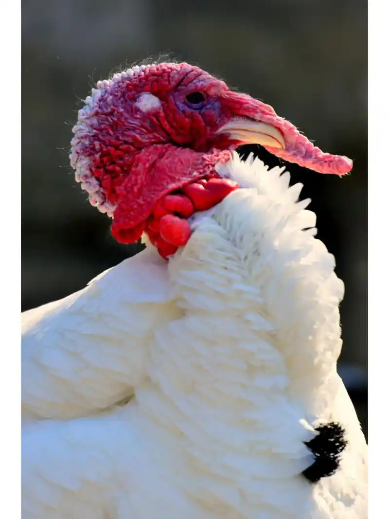 火鸡又称吐绥鸡,属鸡形目鸟类,准确说是雉科