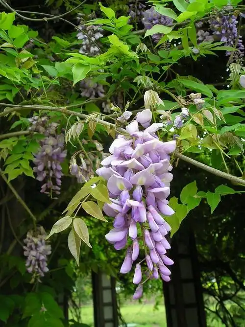 紫藤