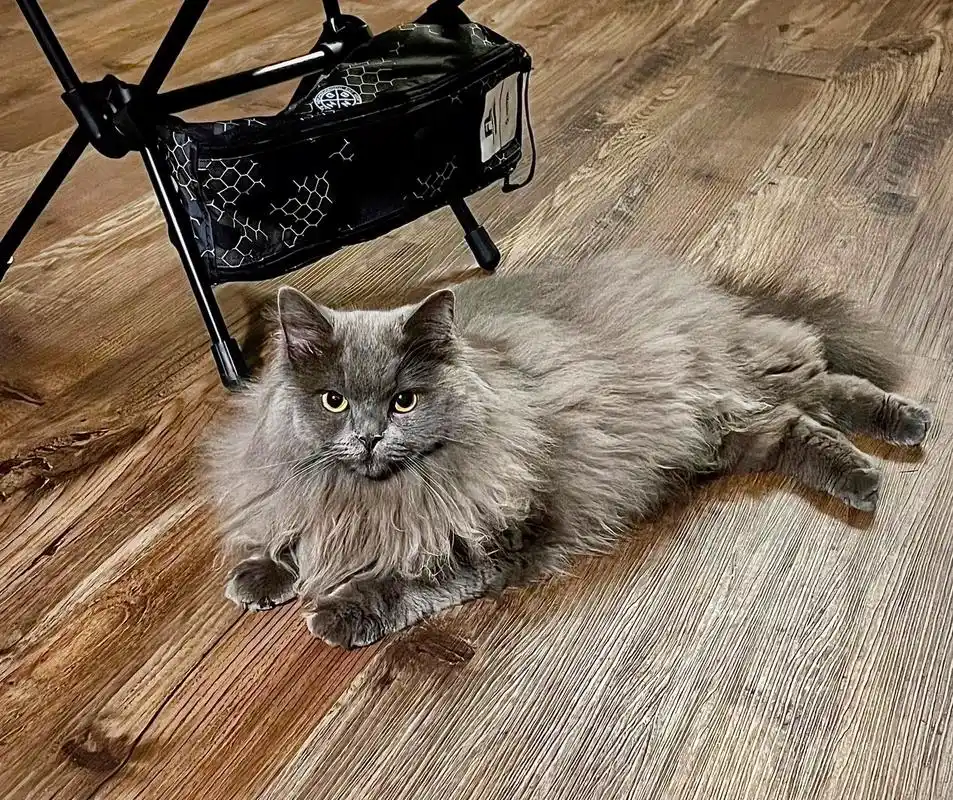 布偶蓝猫串串 女孩子.找老公 布偶蓝猫串串 女孩子 1岁 猫 - 抖音