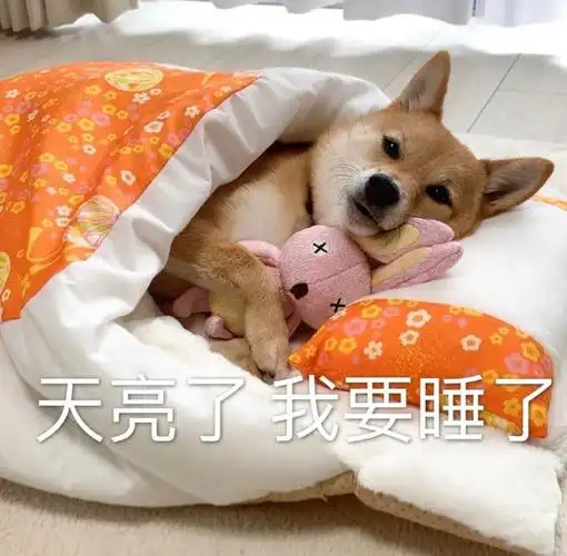 萌宠gif汪星人gif天亮了gif我要睡了gif熬夜gif搞怪gif逗gif