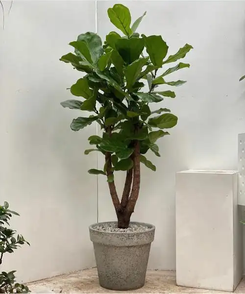 网红室内绿植琴叶榕养护技巧