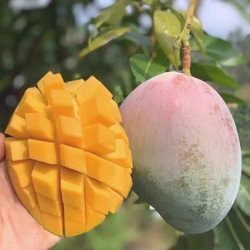 芒果苗凯特芒果嫁接苗南方种植庭院盆栽当年结果包邮带土带叶发货