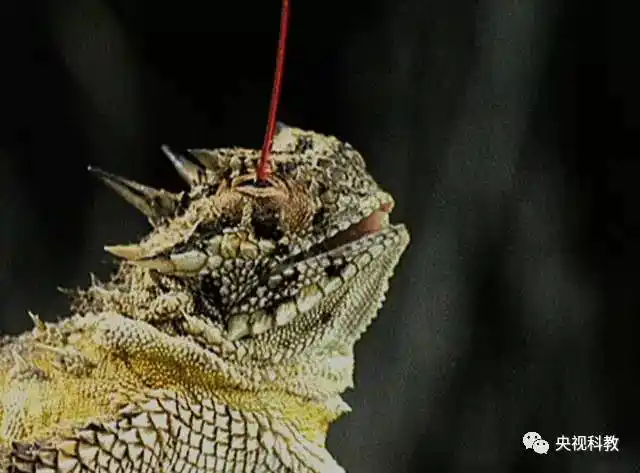 眼睛会喷血的蜥蜴