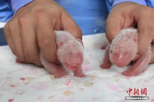 罕见大熊猫双胞胎"巨婴"在雅安出生