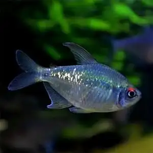 南美钻石灯进口钻石鱼闪光直线脂鲤南美进口小型灯科鱼群游鱼活体