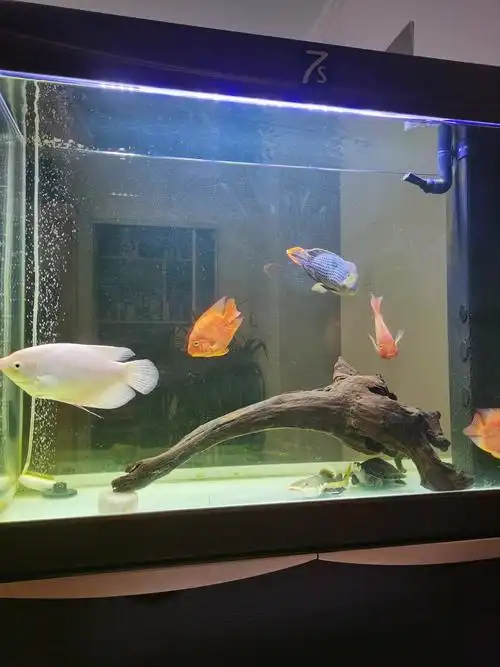 买了块沉木好看吗 - 鹦鹉鱼玩家 - 龙巅鹦鹉鱼