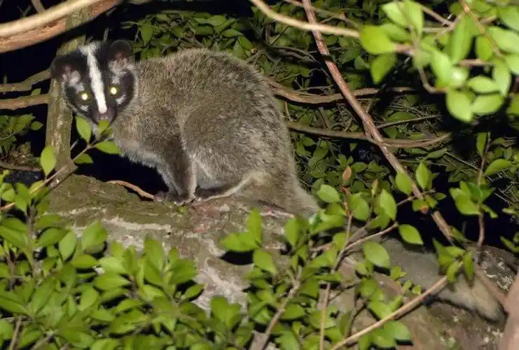 2014年2月10日记录到的花面狸( 摄影:blackdogto)