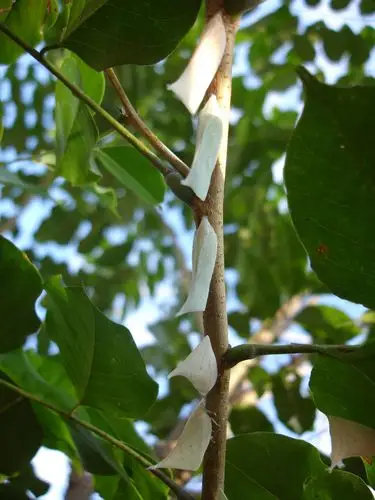 《原创》白蛾蜡蝉(lawana imitata melichar) 别名:白鸡