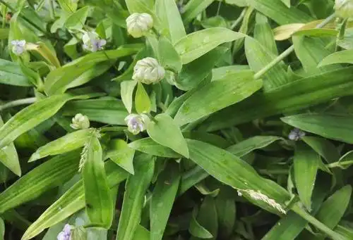 农村名叫痰火草的植物见过这种植物吗