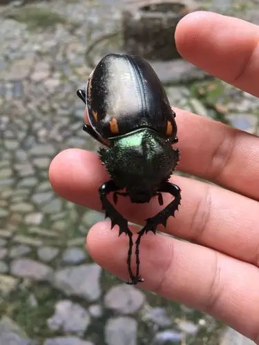 这种金龟子是什么品种?