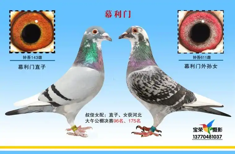 幕利门-黄金配对