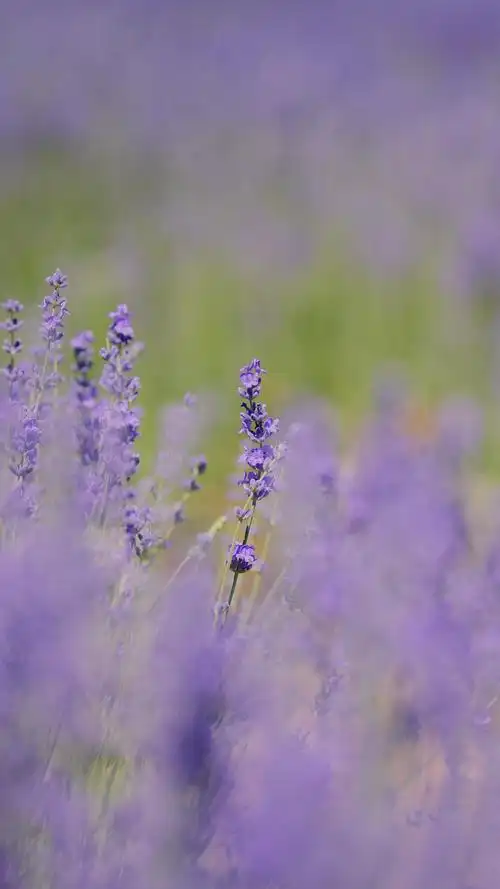 唯美薰衣草花海景色