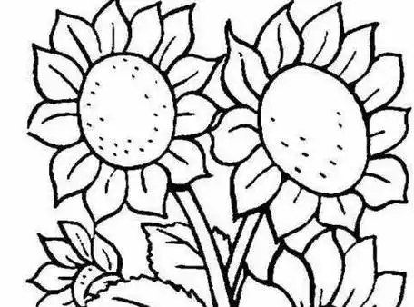 向日葵图片简笔画 向日葵图片简笔画梵高