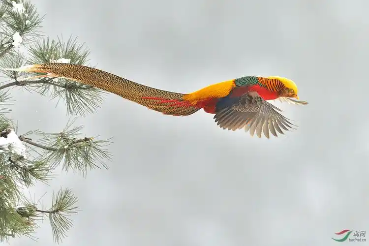 红腹锦鸡 - 快乐鸟人鸟网