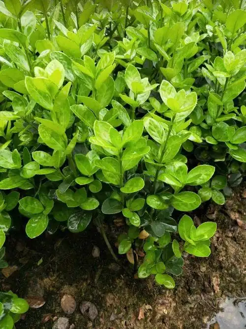 黄杨 瓜子黄杨 大叶黄杨 金边黄杨 园林色块苗4