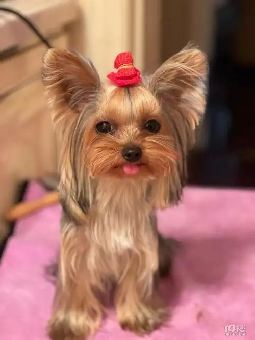 出售精品约克夏母狗