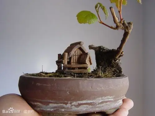 一棵小叶野葡萄来芽了_盆景吧_百度贴吧