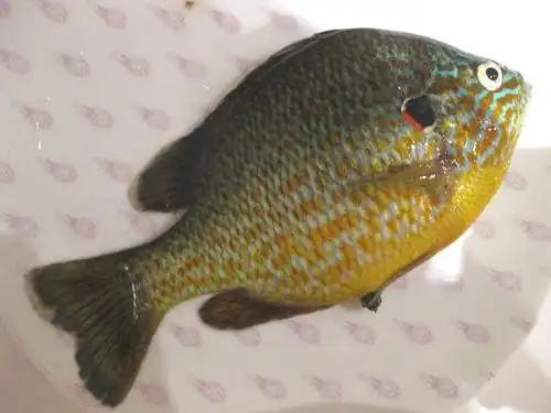 蓝鳃鱼太阳鱼可以吃吗