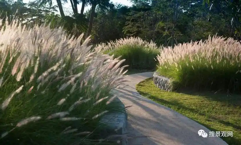 [分享]100例观赏草在景观设计中的应用!