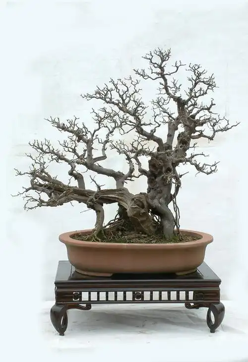 盆景欣赏——雀梅