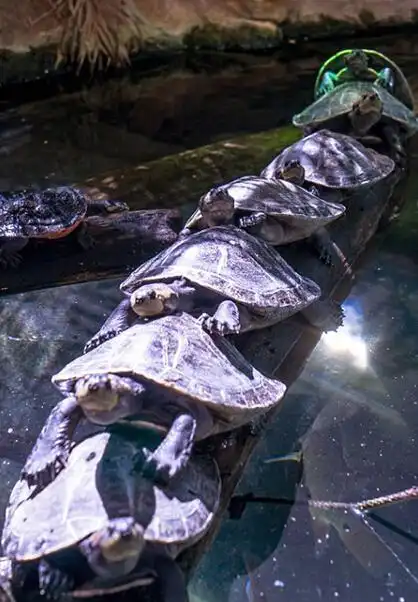 奥地利乌龟"叠罗汉"过独木桥(组图)【3】