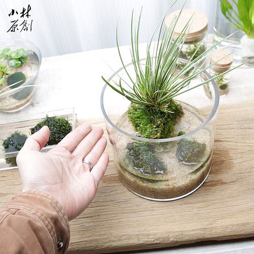 水培植物金凤凰菖蒲苔藓火山山石圆柱玻璃缸套餐绿植