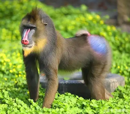 大年三十画说年兽:真奇葩!没想到年兽的原型竟然是它!