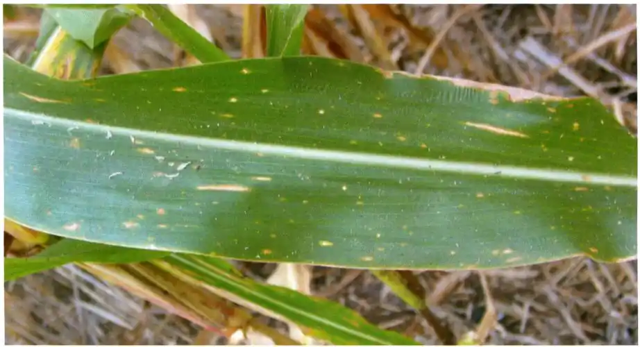 爱农帮教你快速区分玉米各种病斑