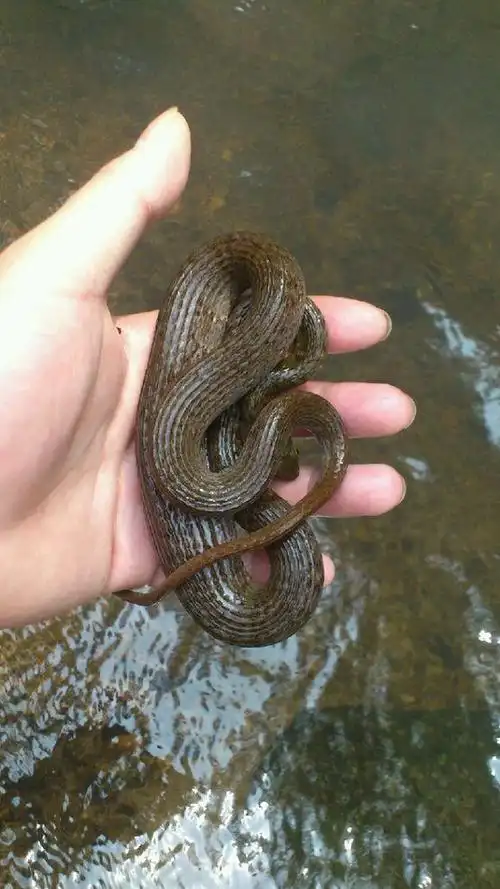 动物趣闻:盘点野外常见的无毒蛇|蛇类|游蛇|鼠类|水蛇_网易订阅