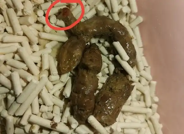 (有图)大家看看这是便血吗