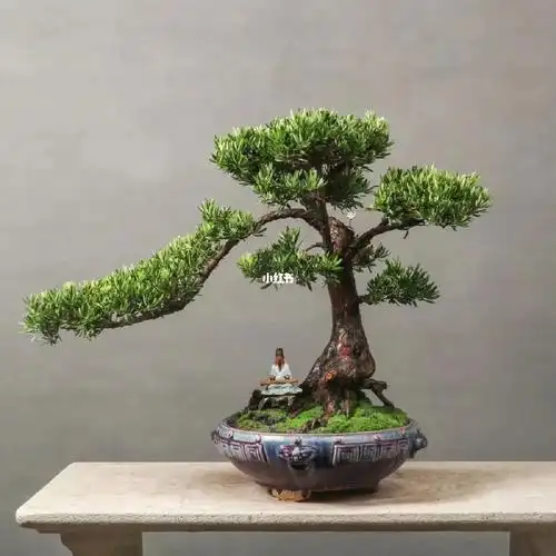 日本罗汉松精品大盆景头粗20公分