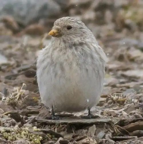 tawny-headed mountain-finch